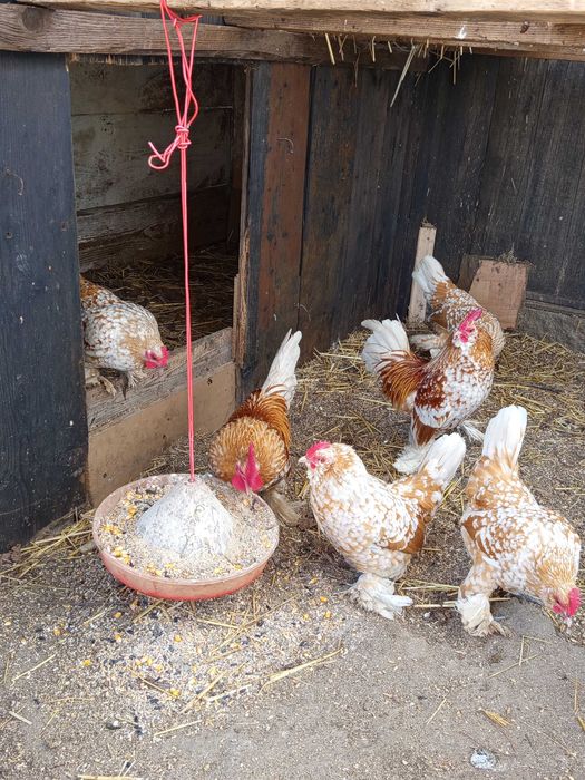 Vând oua pt incubat găini mii de flori