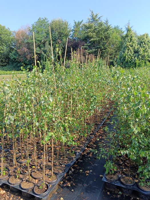 Бяла бреза около 2 метра цена 25 лв брой