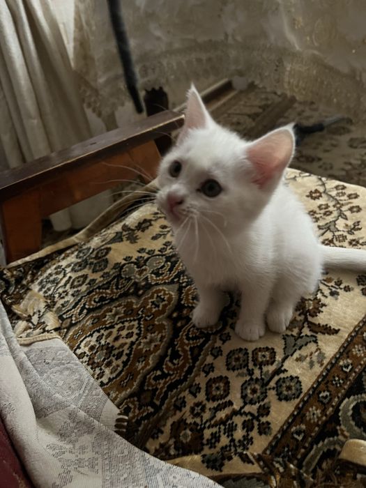 Котята, отдам в добрые руки !