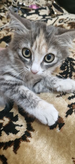Отдам котят в добрые руки