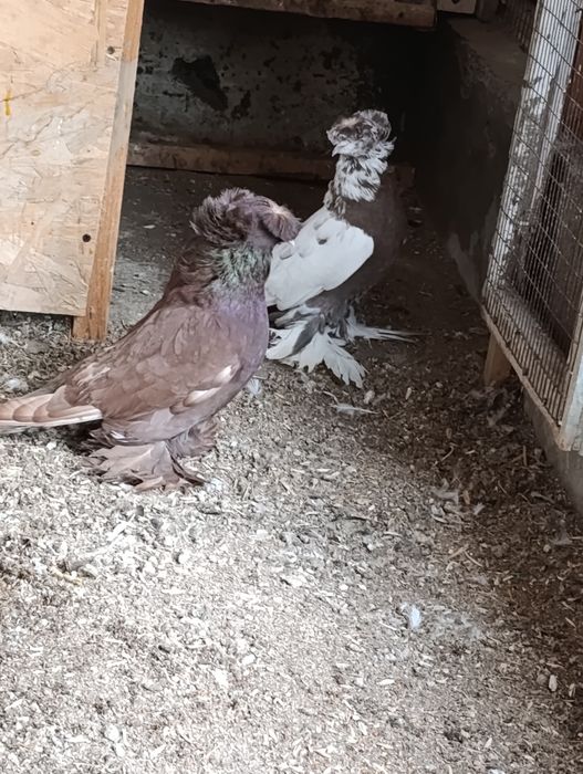 Продается самец Бухарский барабанщик цвета чинны