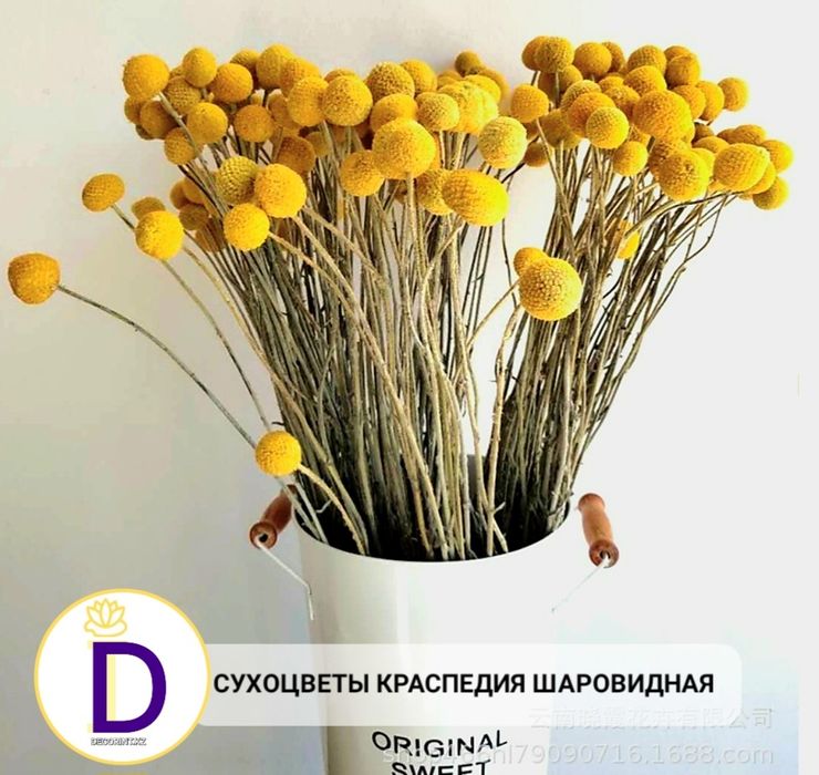 Сухоцветы стабил.цветы