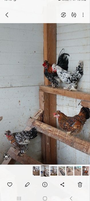 Vand pui   oua ,Brahma, toate culorile cochinchina,motate olandeze,