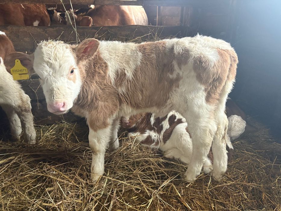 Продам телят 5 штук