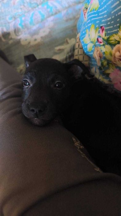 Продам щенка питбуля