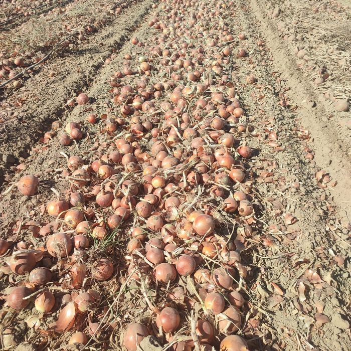 Лук репчатый качество хороший