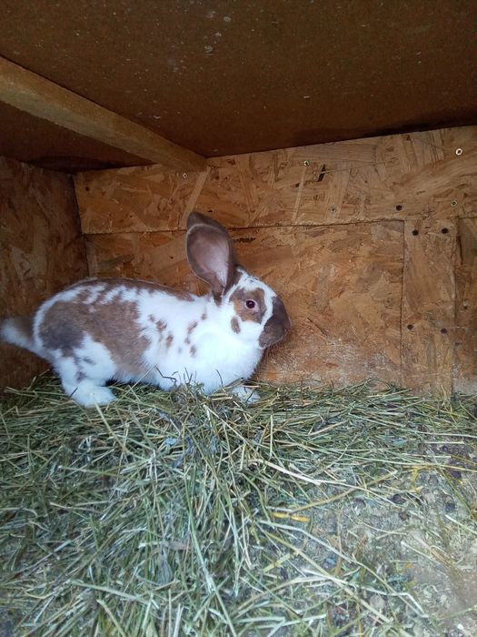 Vând iepurași din rasa fluture german