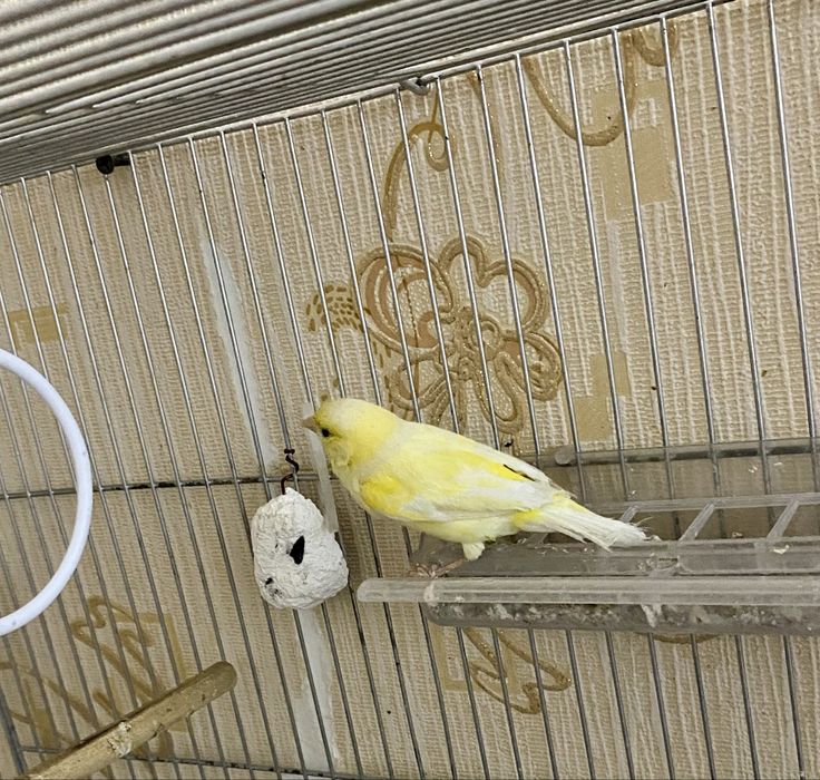 Продаются готовые самки канарейки