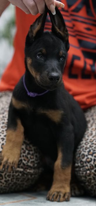 Продаются щенки добермана