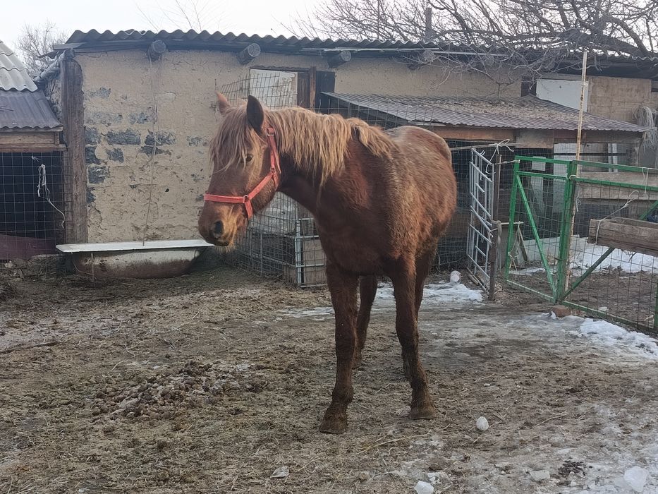 *ПРОДАЕТСЯ ЖЕРЕБЕЦ, 3 ГОДА рослый мощный