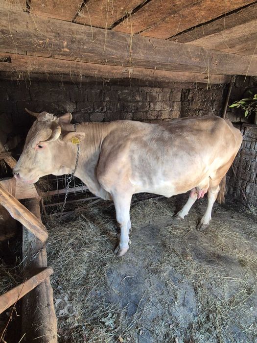 Vaca Gestanta 8 luni si jumatate 20L