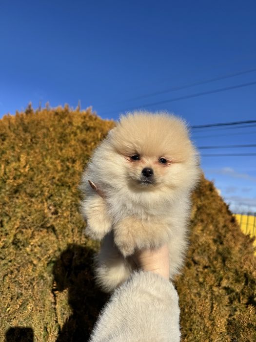 Померан померанче