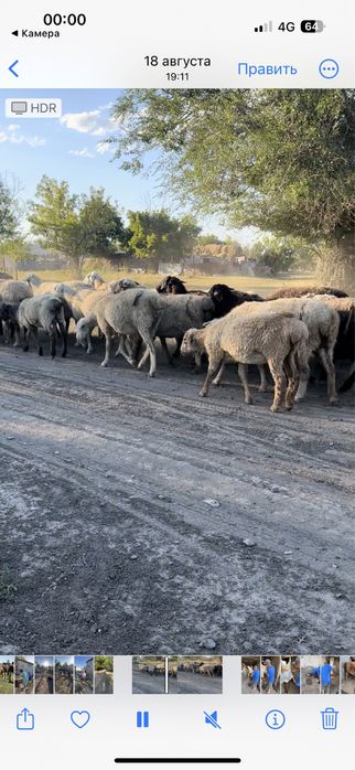 Қой,Тоқты Сатылады!