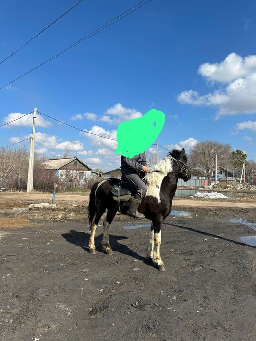 В продаже жеребец 5 лет