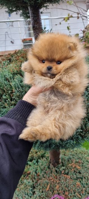 Померанче мини померан