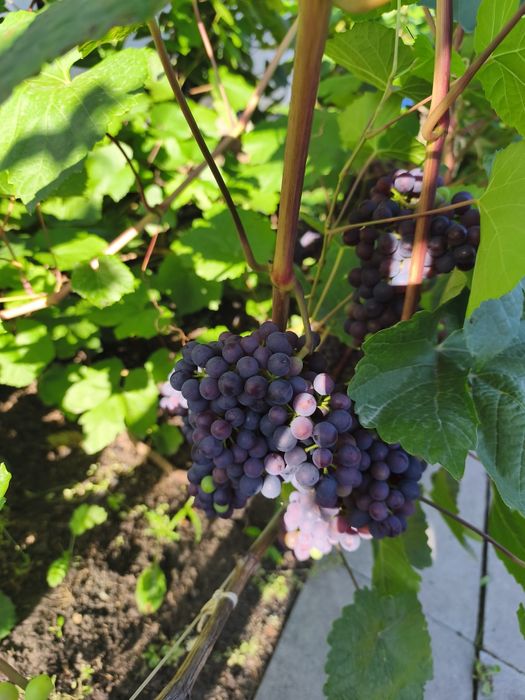 Продам дачу 131 км