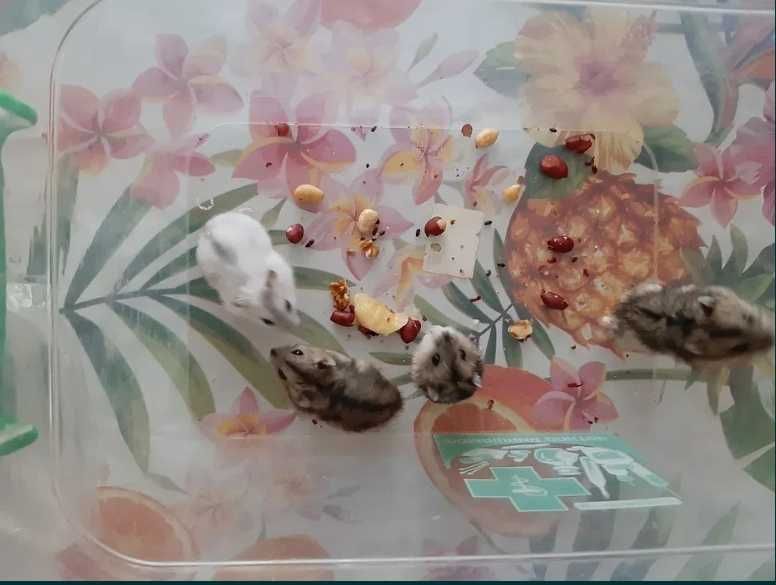 Хомячки-джунгарики.