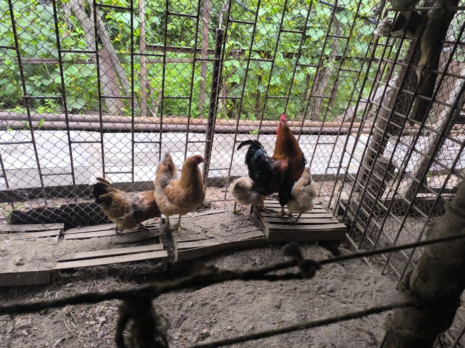Продам срочно курей