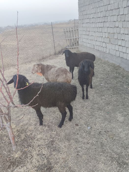 Семиз кой, кошкарлар