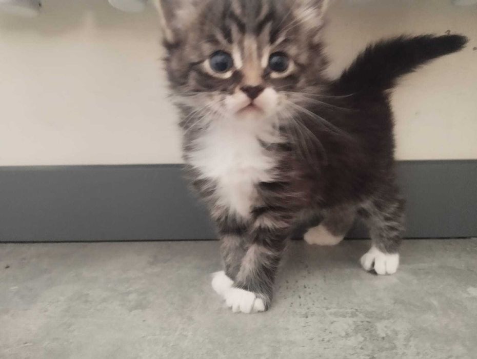 Чистокровные дворяне крыселовы