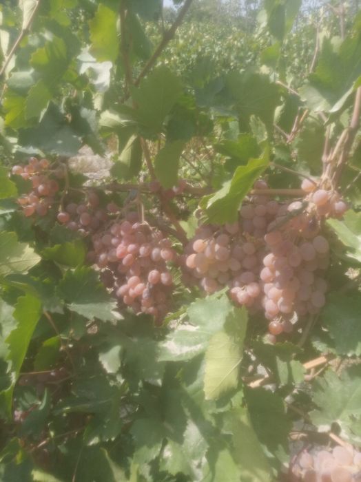 Тойфи узум сотилади