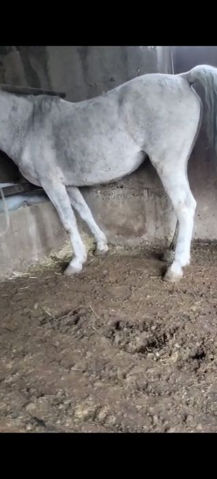 Семіз бордақы бие сатылады срочна