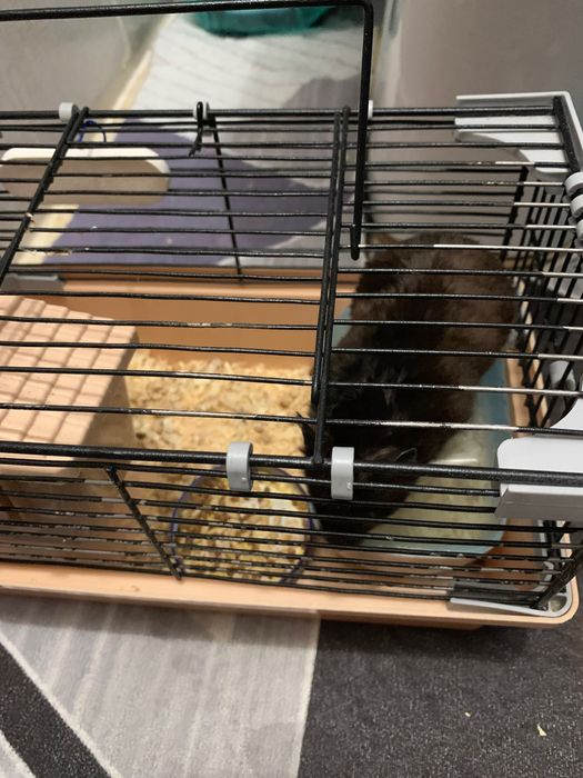 Отдам даром хомяка