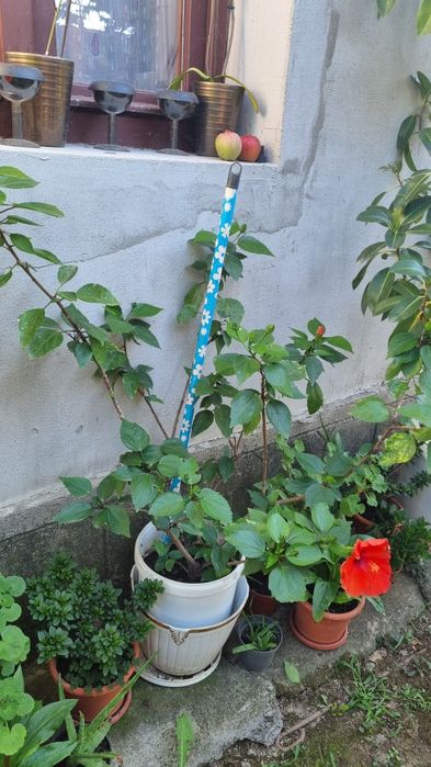 Trandafir japonez