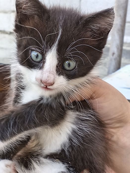 Отдам котят в добрые руки