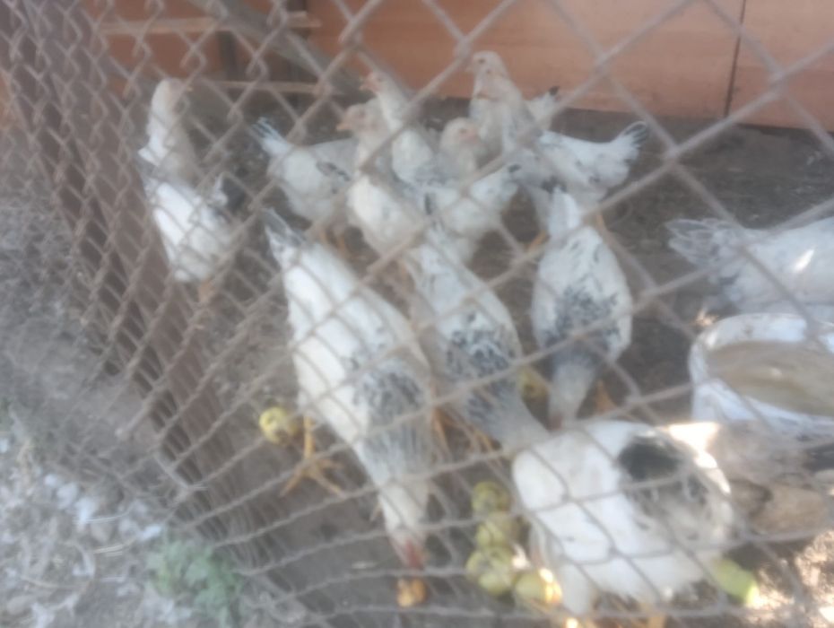 Продам кур и циплят