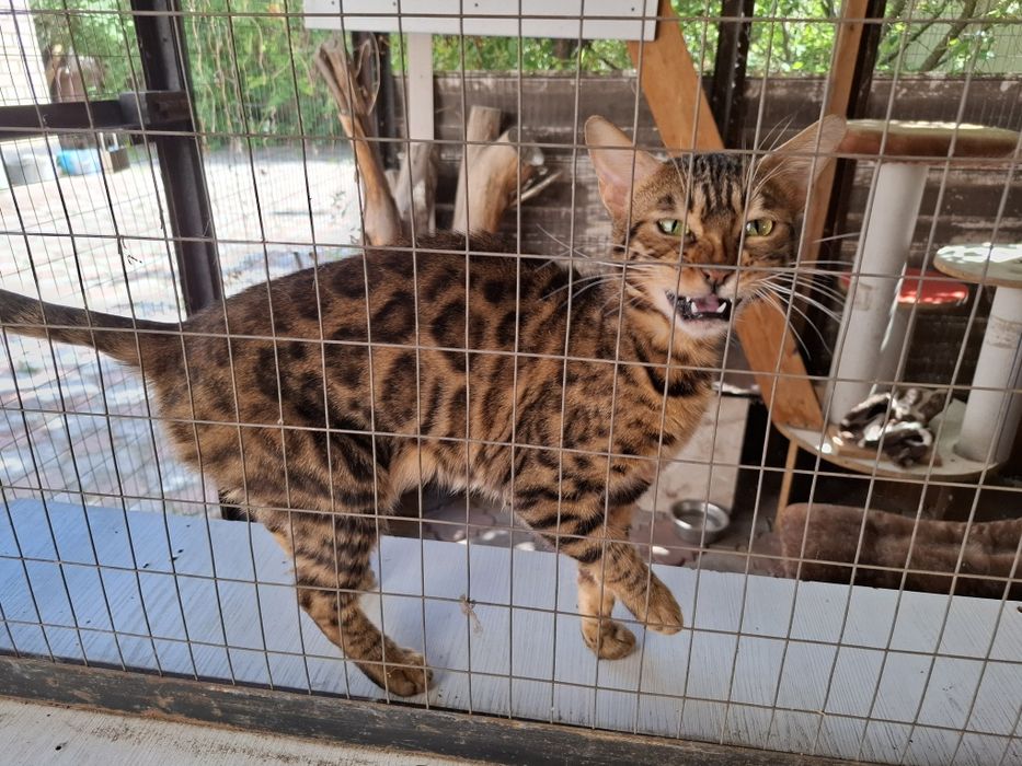 Бенгальские кошки