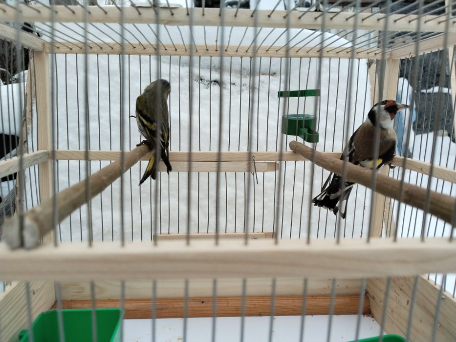 Продам щегла чижа с клеткой