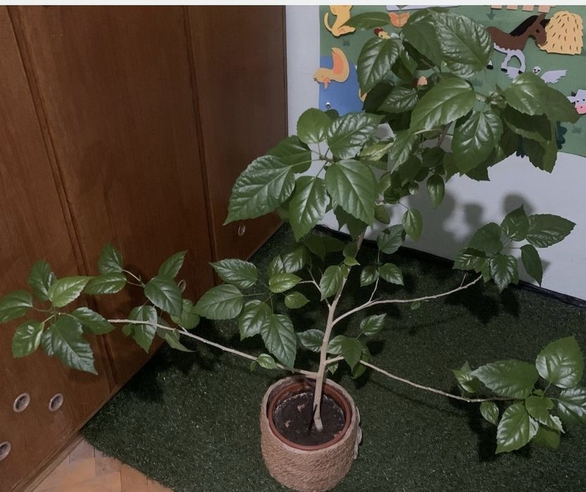 Драцена  (Dracaena fragrans), китайски  рози, бенджамин и други