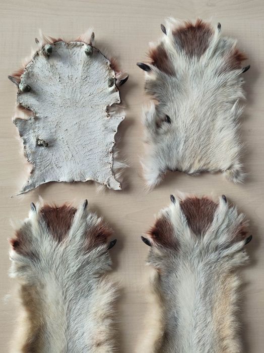 Волк, лапы волка