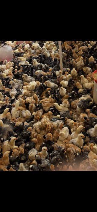 Pui alb de carne si rasa mixta