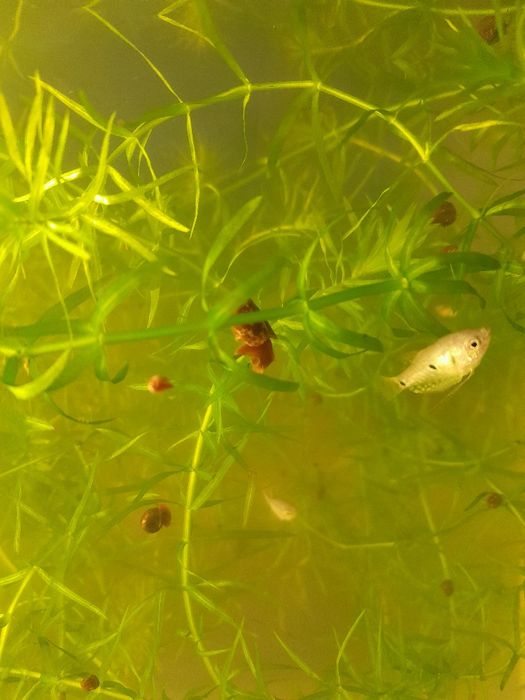 Продам рыбок гурами