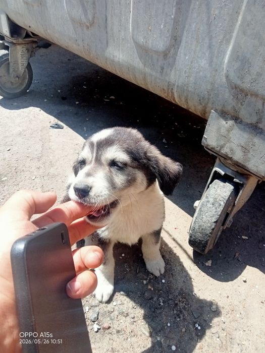 Одам бесплатно шенка