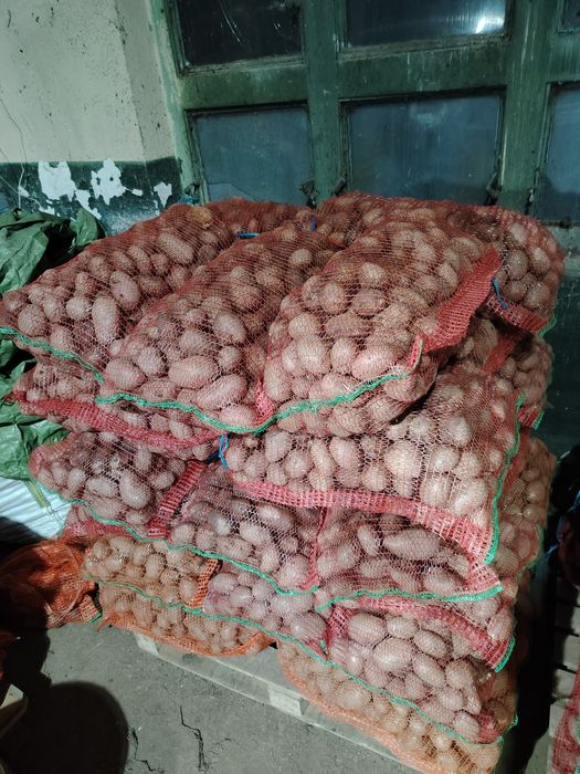 Cartofi de consum 2 lei/kg