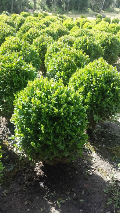 Чимшири  на 11 години добре оформени и гъсти топки!.Подходящо време!