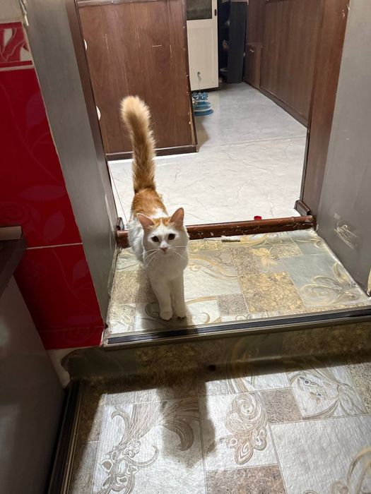 Ищем любящую семью для замечательного котика!