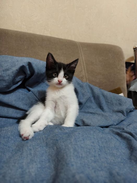 Отдам котят в хорошие добрые руки