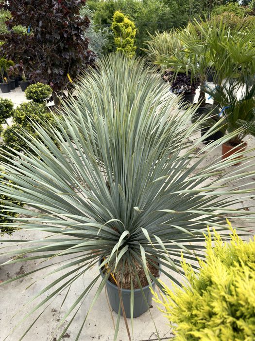 Palmier Yucca rostrata Yuka albastra plante premium