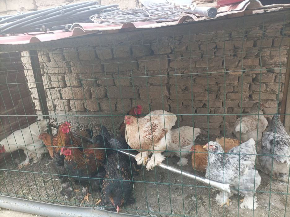 Brama Ho'rozlari sotiladi