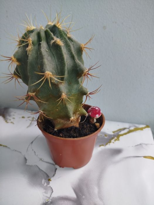 Продам.   кактус