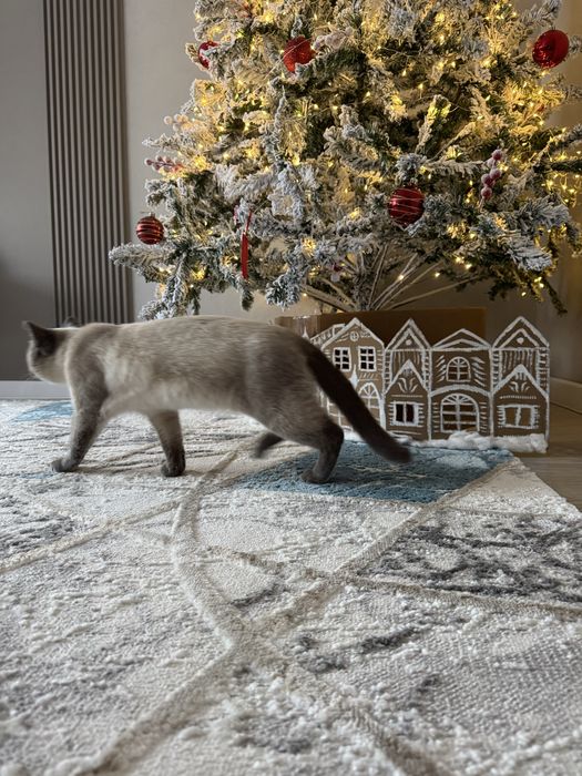 Отдам кота в добрые руки
