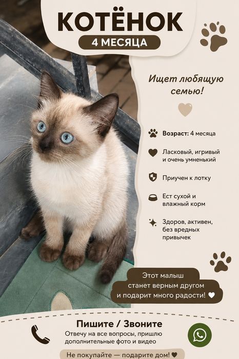 Котёнок вислоухий