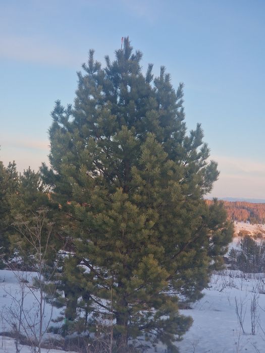 Сосна обыкновенная пирамидальная премиум