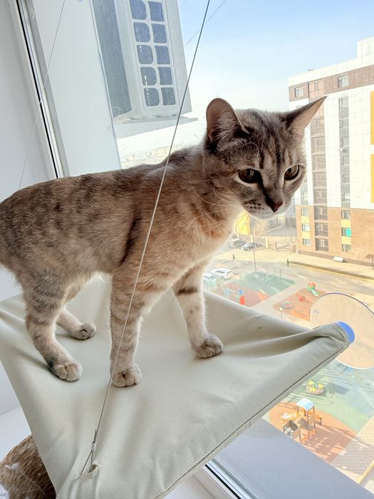 Кошечка в хорошие руки