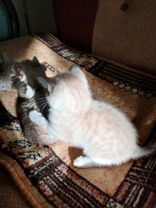 Котята в добрые руки