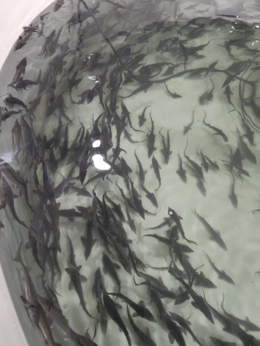 Продается малек осетра